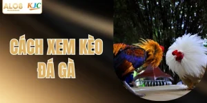 Cách Xem Kèo Đá Gà - Bí Kíp Tham Gia ALO8 Luôn Thắng Lớn