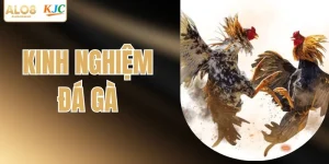Kinh Nghiệm Đá Gà ALO8 Bất Bại Chia Sẻ Từ Cao Thủ Lâu Năm 
